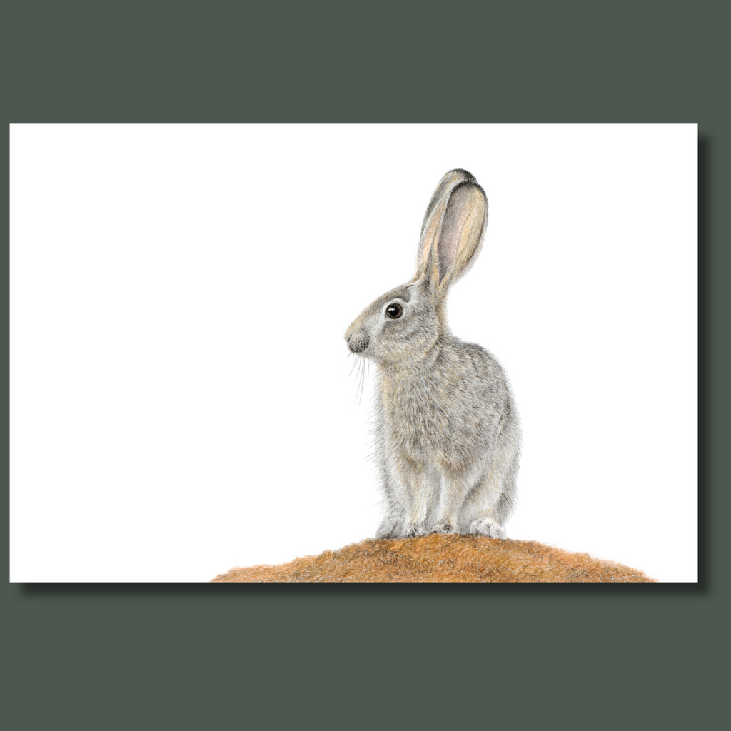 Scrub Hare African wildlife artwork on canvas