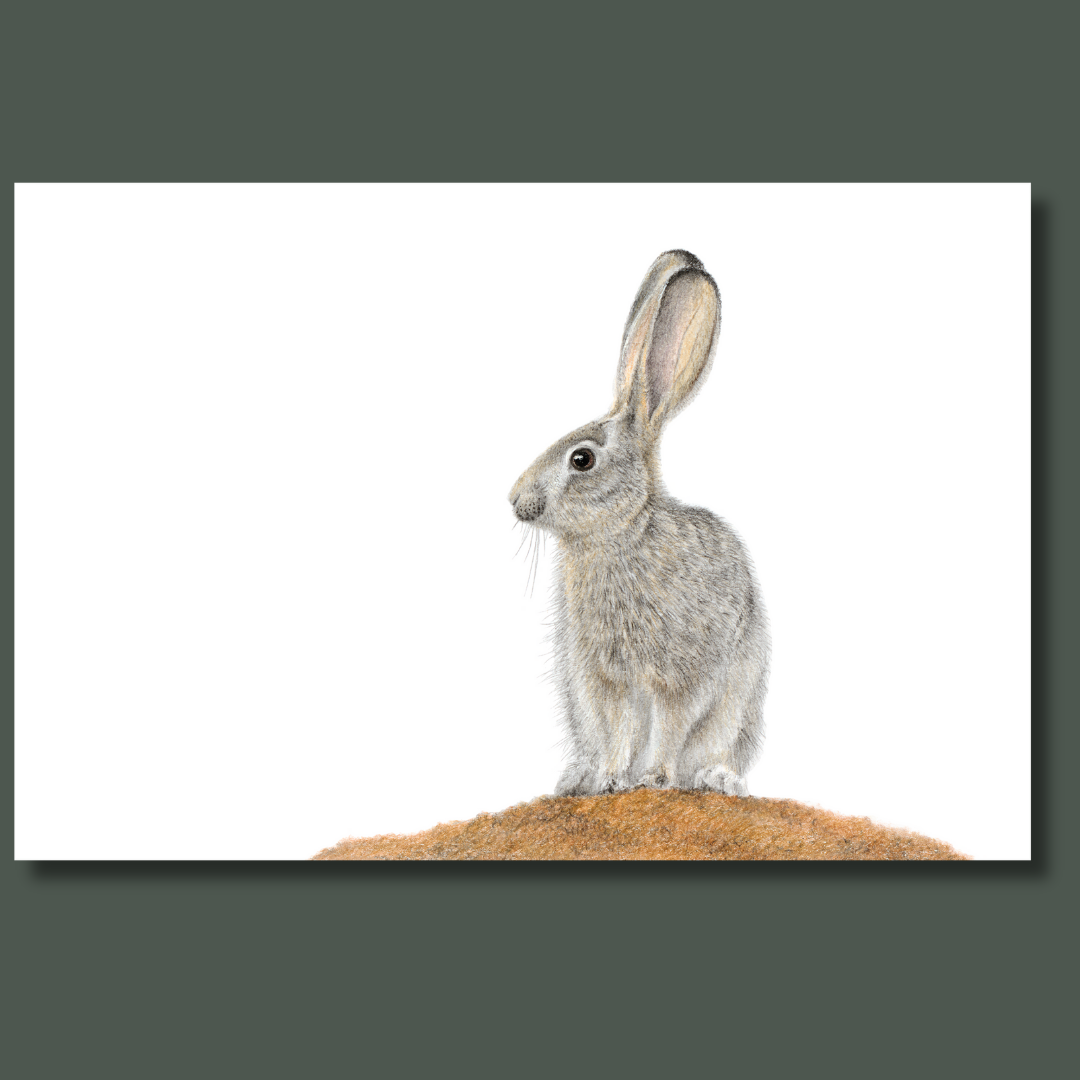 Scrub Hare African wildlife artwork on canvas