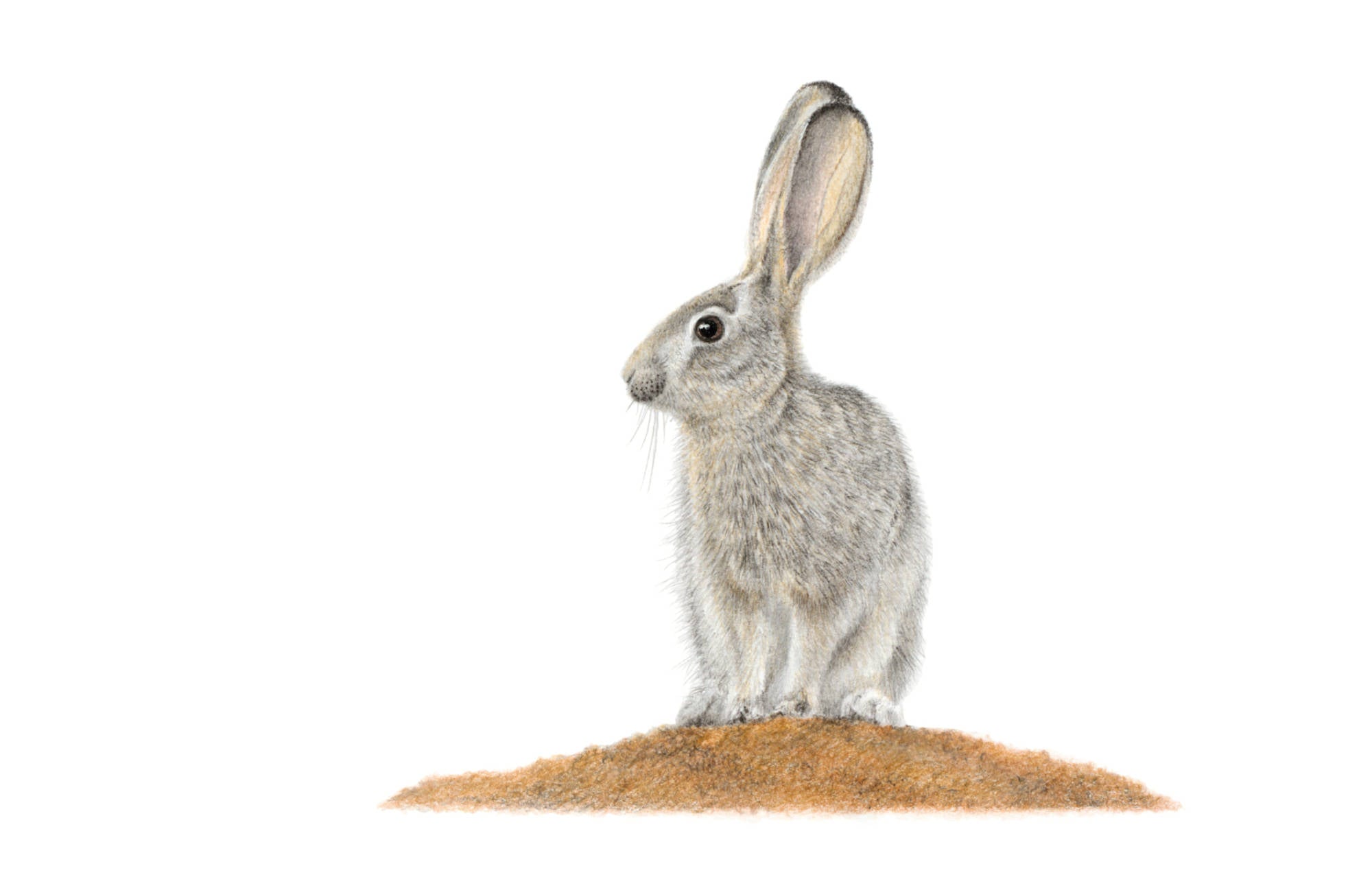 Scrub Hare in the Kalahari bushveld pencil artwork