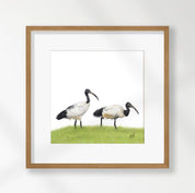 African Sacred Ibis - SI