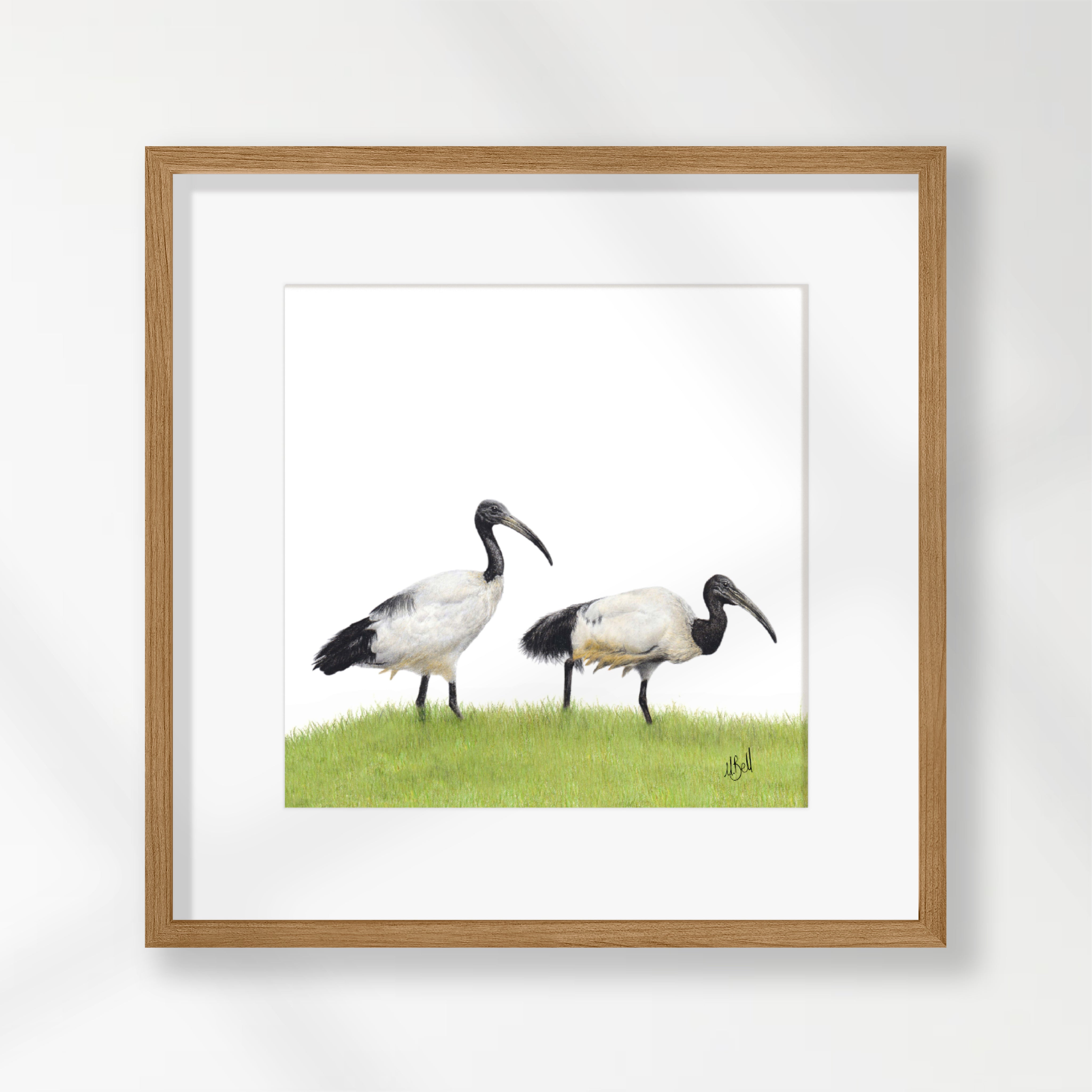 African Sacred Ibis - SI