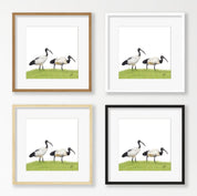 African Sacred Ibis - SI