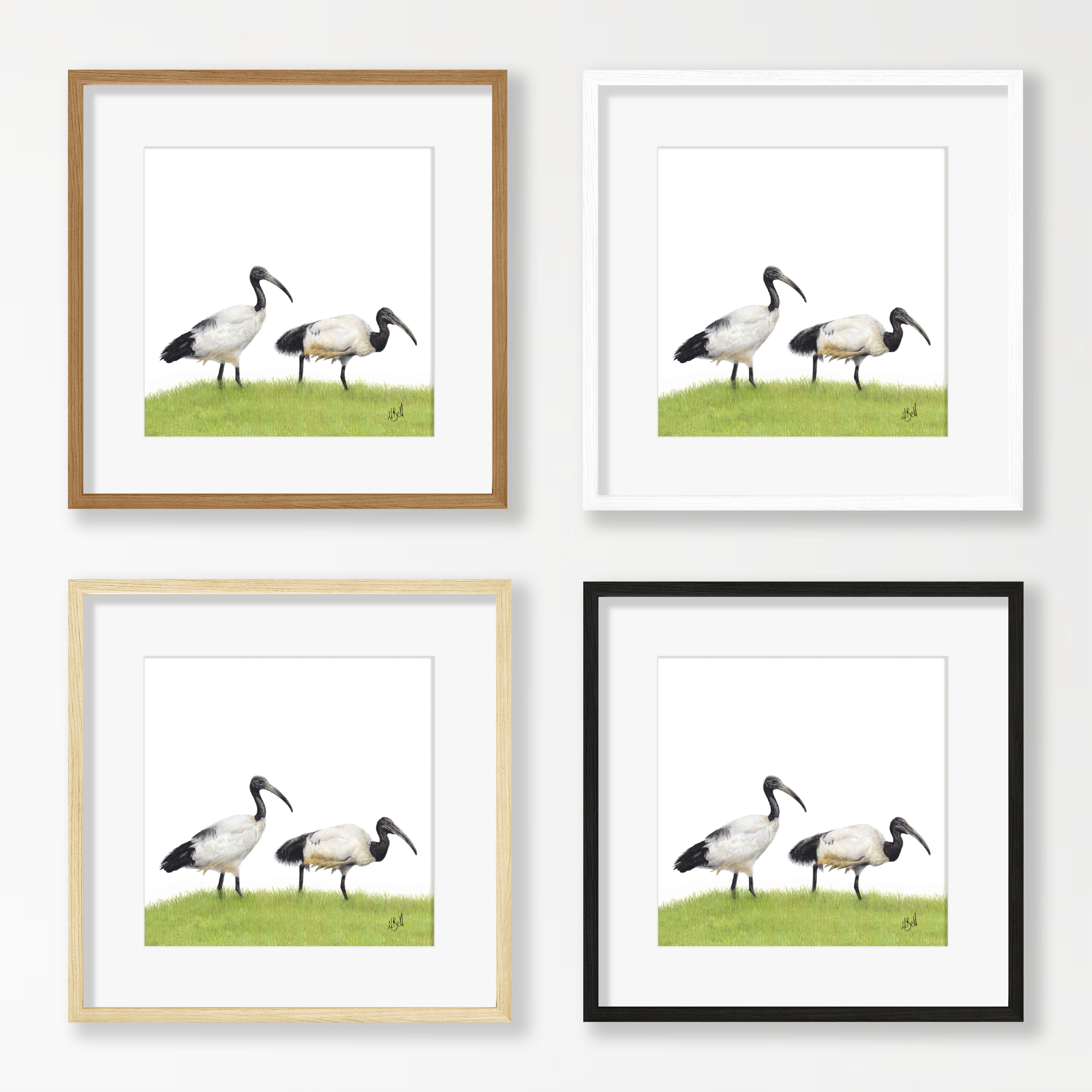 African Sacred Ibis - SI