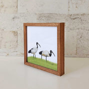 Kiaat wood framed miniature artwork of two African Sacred Ibis, part of wildlife artist Matthew Bell's birds of South Africa gallery