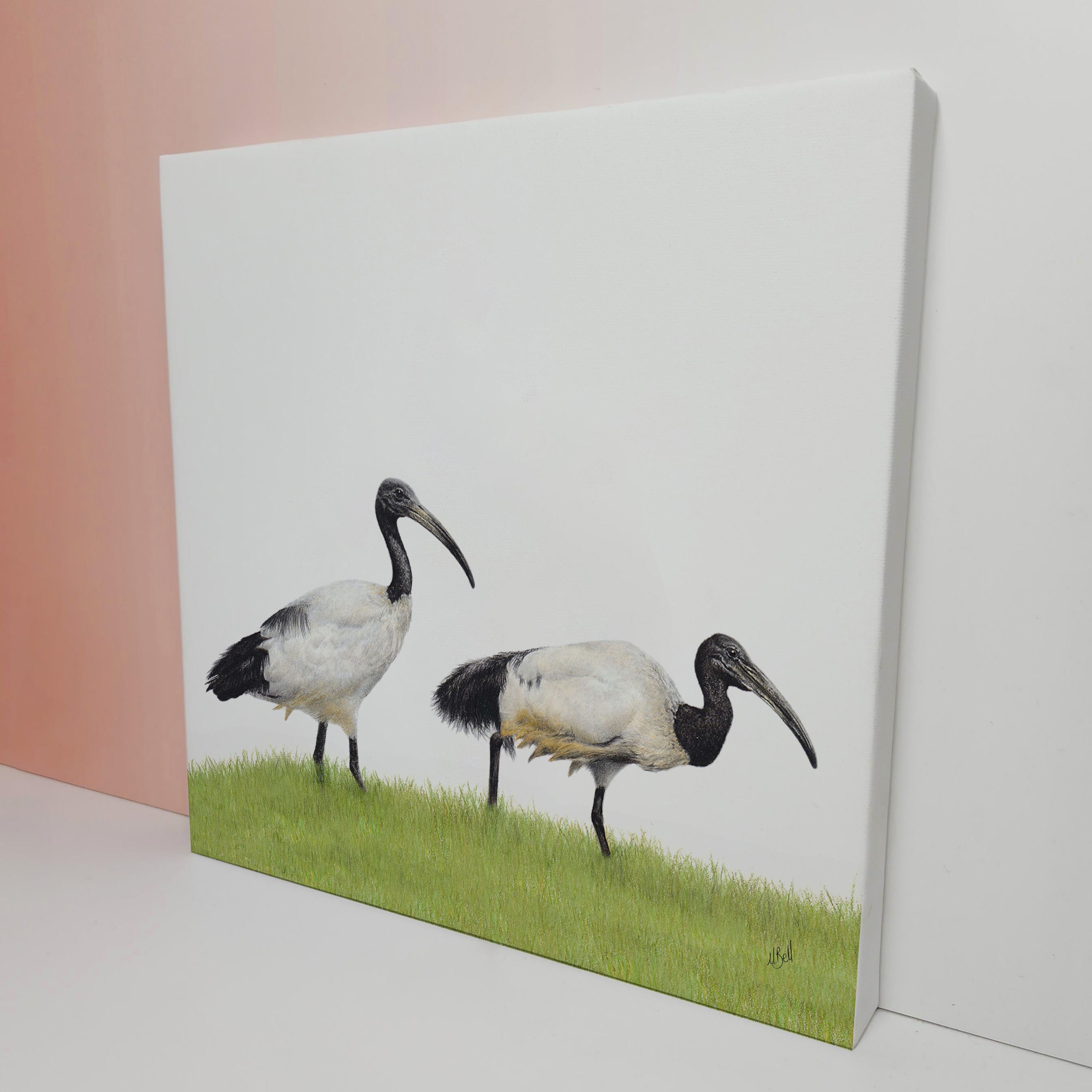 South African bird artwork on canvas, stretched on wooden frame by wildlife artist Matthew Bell of an African Sacred Ibis