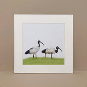 African Sacred Ibis South African birds artwork