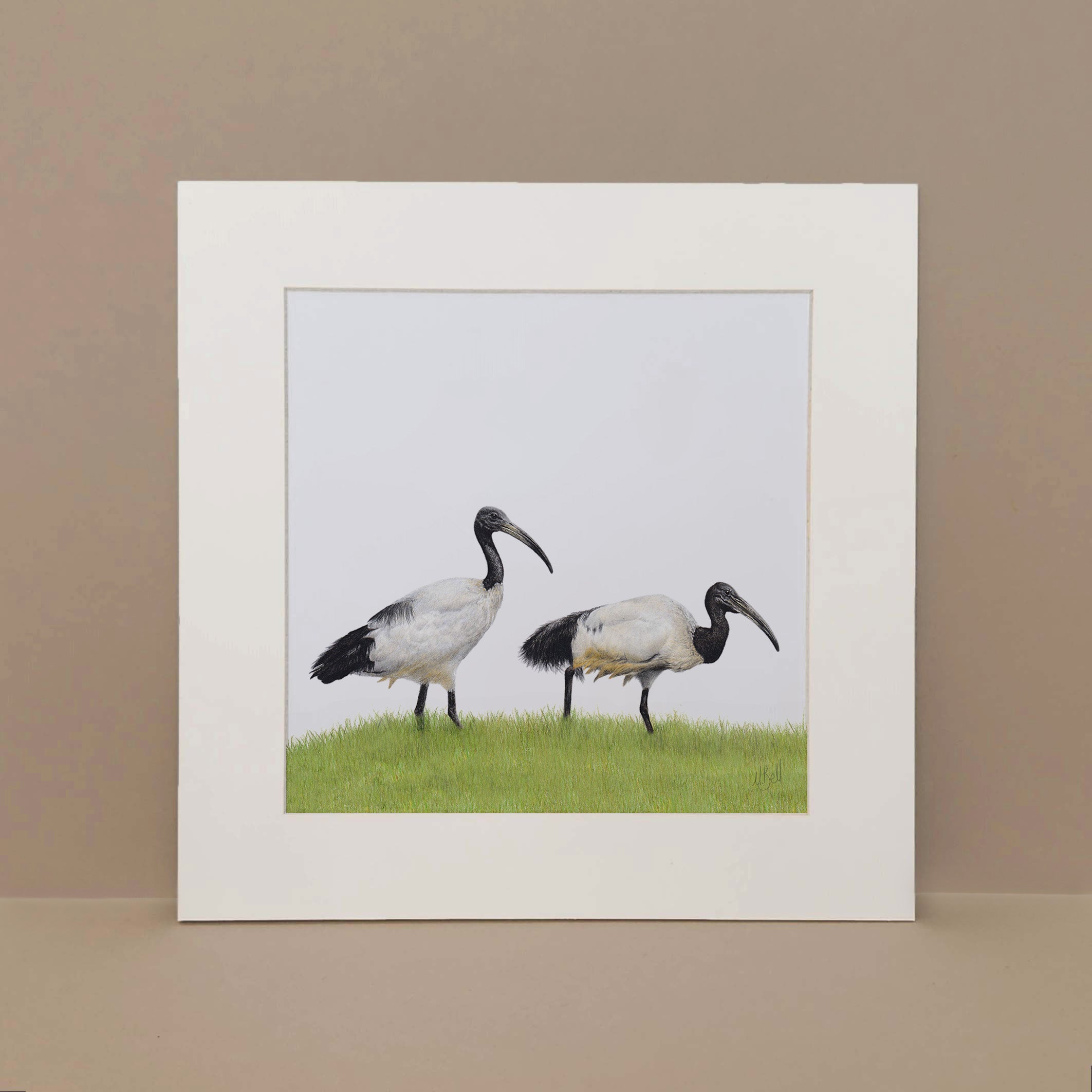 African Sacred Ibis South African birds artwork