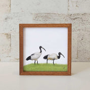 Kiaat wood framed miniature artwork of two African Sacred Ibis, part of wildlife artist Matthew Bell's birds of South Africa gallery