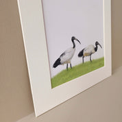 African Sacred Ibis South African birds artwork