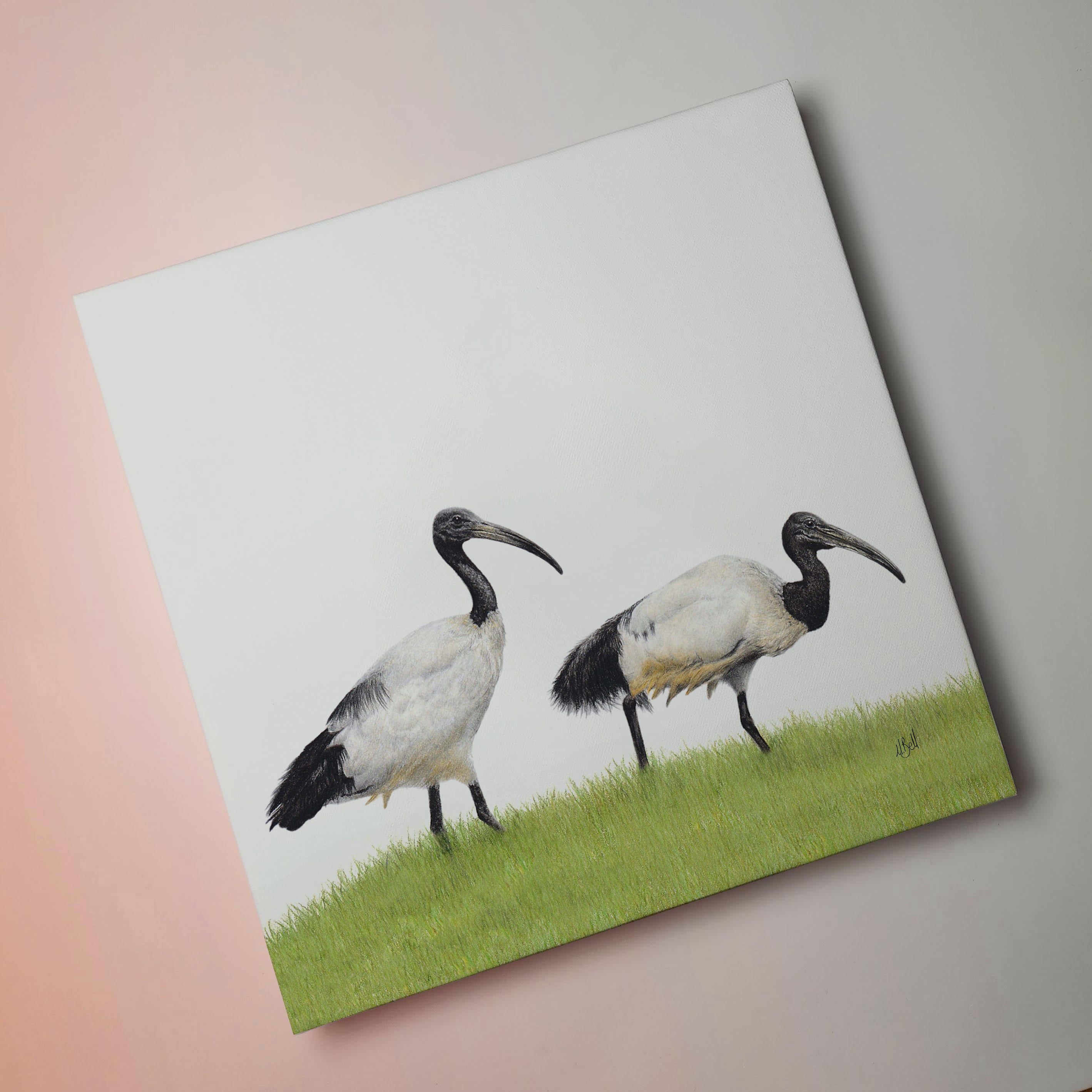 South African bird artwork on canvas, stretched on wooden frame by wildlife artist Matthew Bell of an African Sacred Ibis