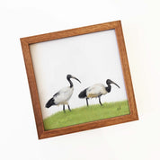 Kiaat wood framed miniature artwork of two African Sacred Ibis, part of wildlife artist Matthew Bell's birds of South Africa gallery