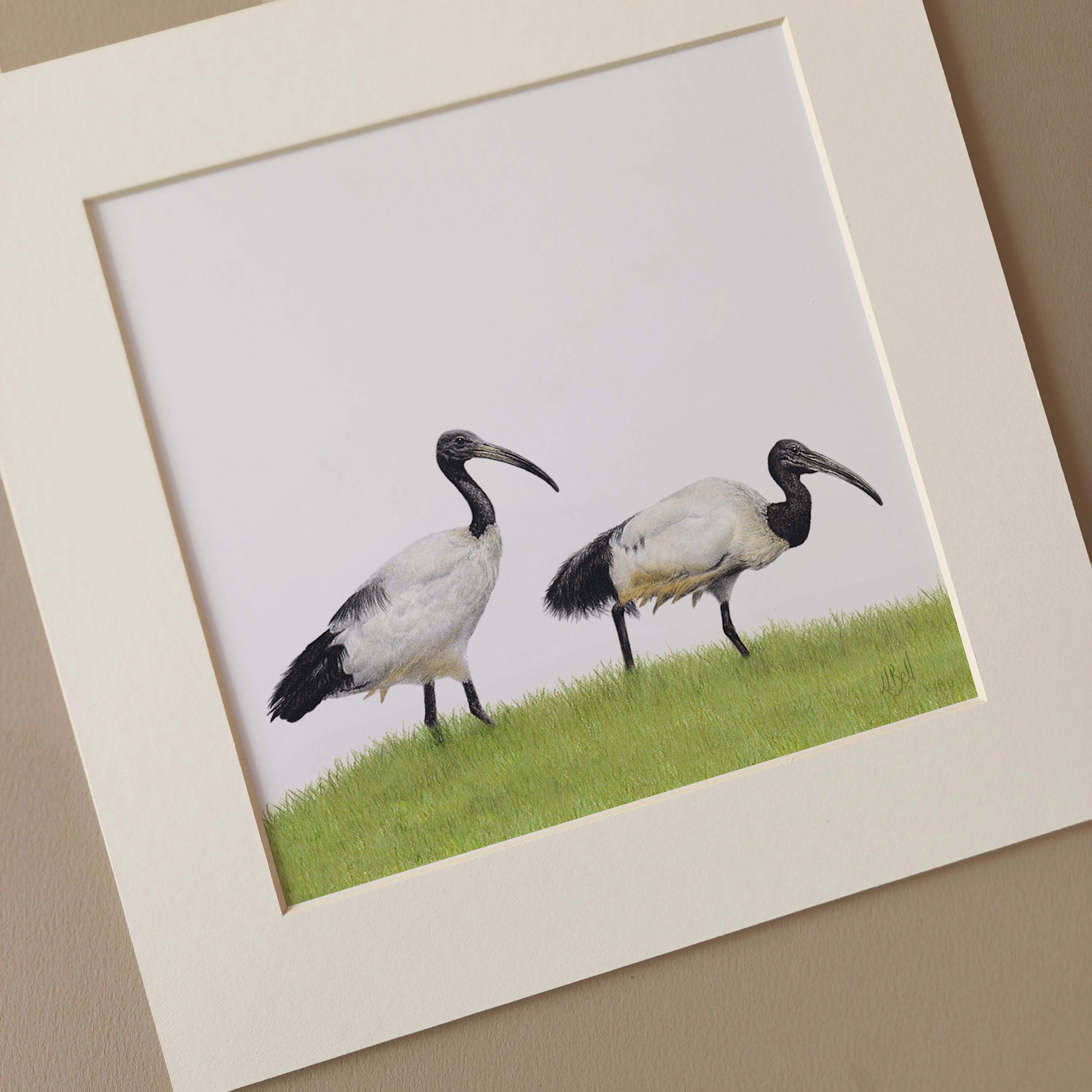 African Sacred Ibis South African birds artwork