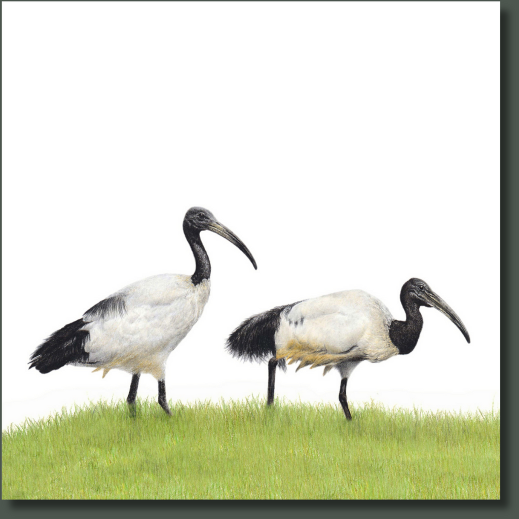 South African bird artwork on canvas, stretched on wooden frame by wildlife artist Matthew Bell of an African Sacred Ibis