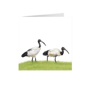 African Sacred Ibis Greeting Card - SI