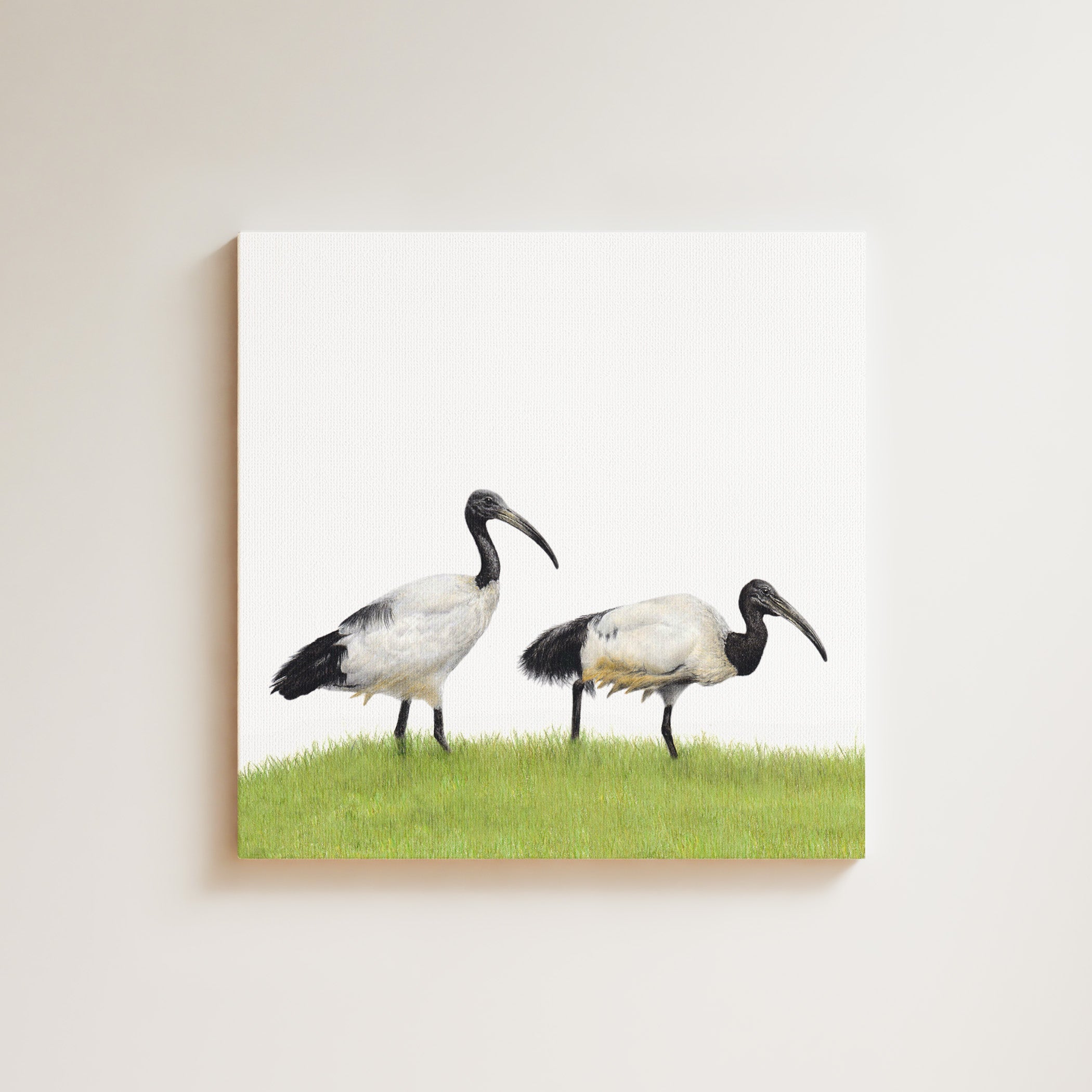 African Sacred Ibis drawing on canvas by South African wildlife artist Matthew Bell