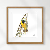 Southern Masked Weaver - SMW
