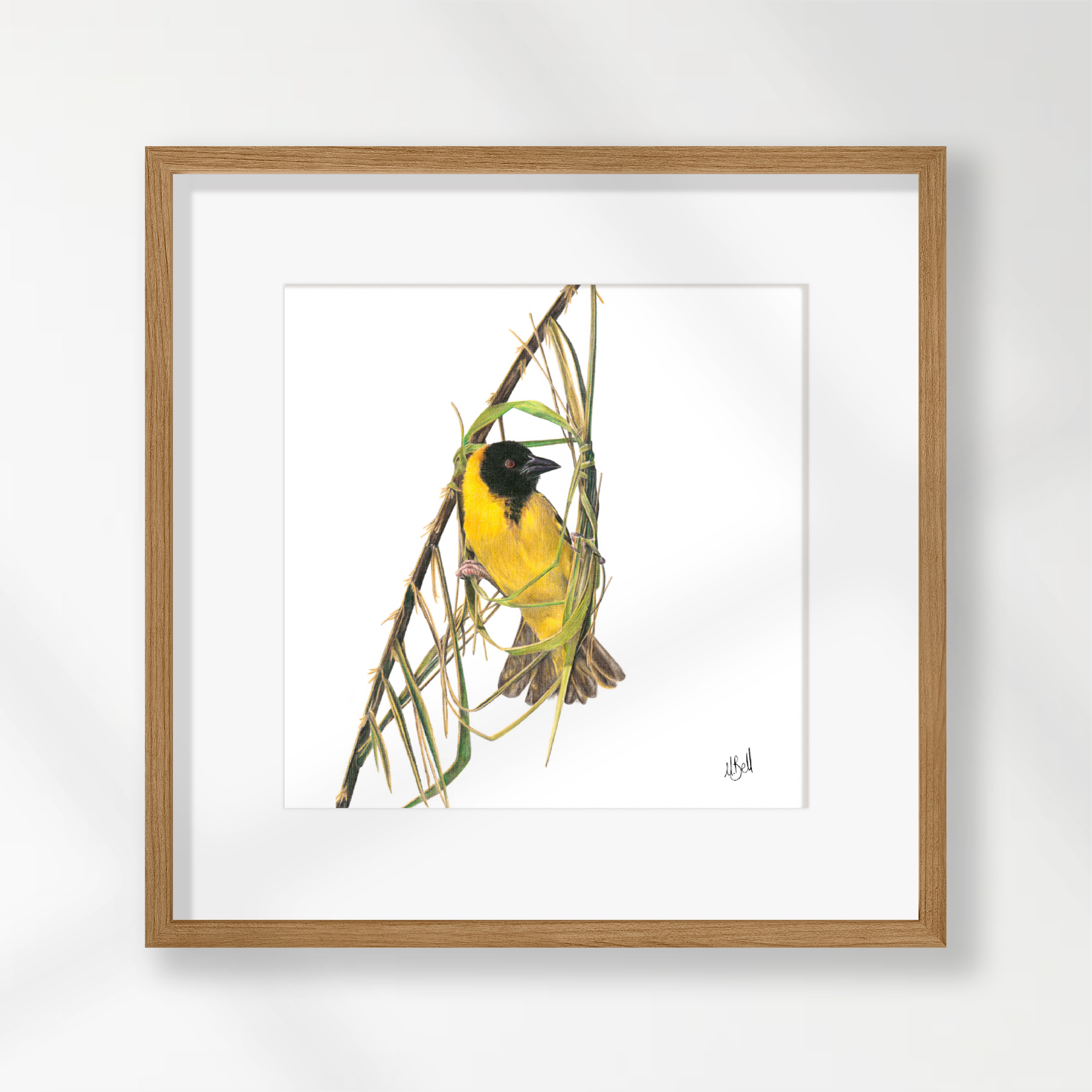 Southern Masked Weaver - SMW