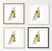 Southern Masked Weaver - SMW