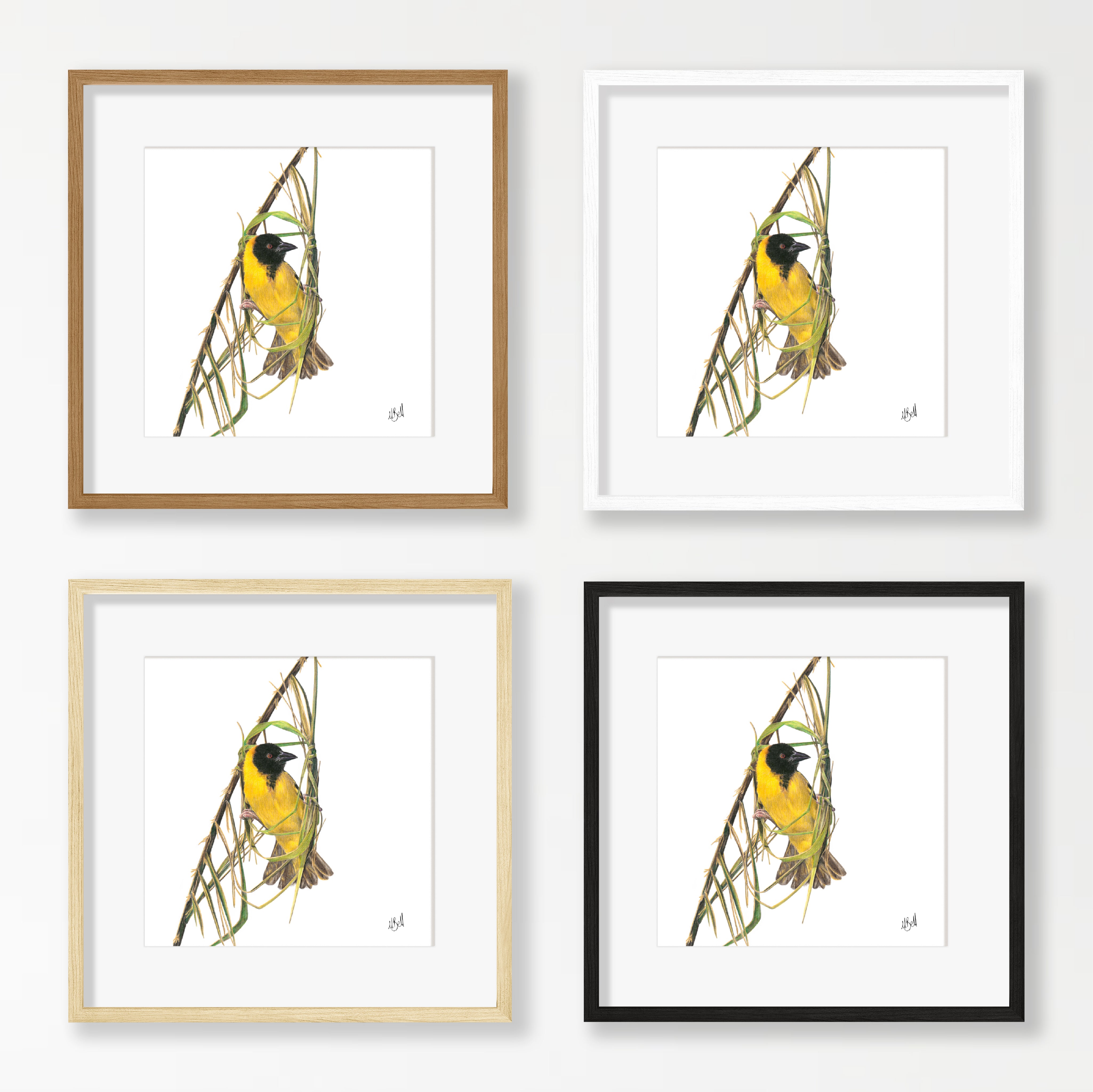 Southern Masked Weaver - SMW