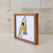 Kiaat wood framed miniature artwork of a Southern Masked Weaver, part of wildlife artist Matthew Bell's birds of South Africa gallery