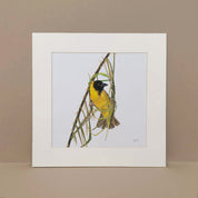 Southern Masked Weaver birds of South Africa artwork