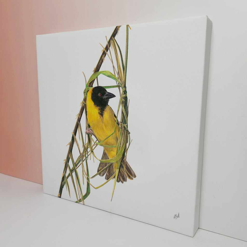 South African bird artwork on canvas, stretched on wooden frame by wildlife artist Matthew Bell of a Southern Masked Weaver