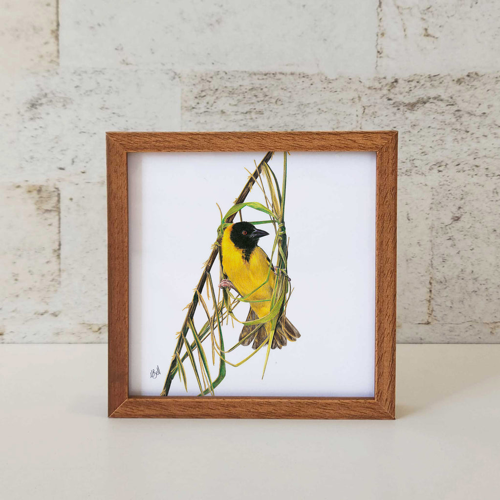 Kiaat wood framed miniature artwork of a Southern Masked Weaver, part of wildlife artist Matthew Bell's birds of South Africa gallery