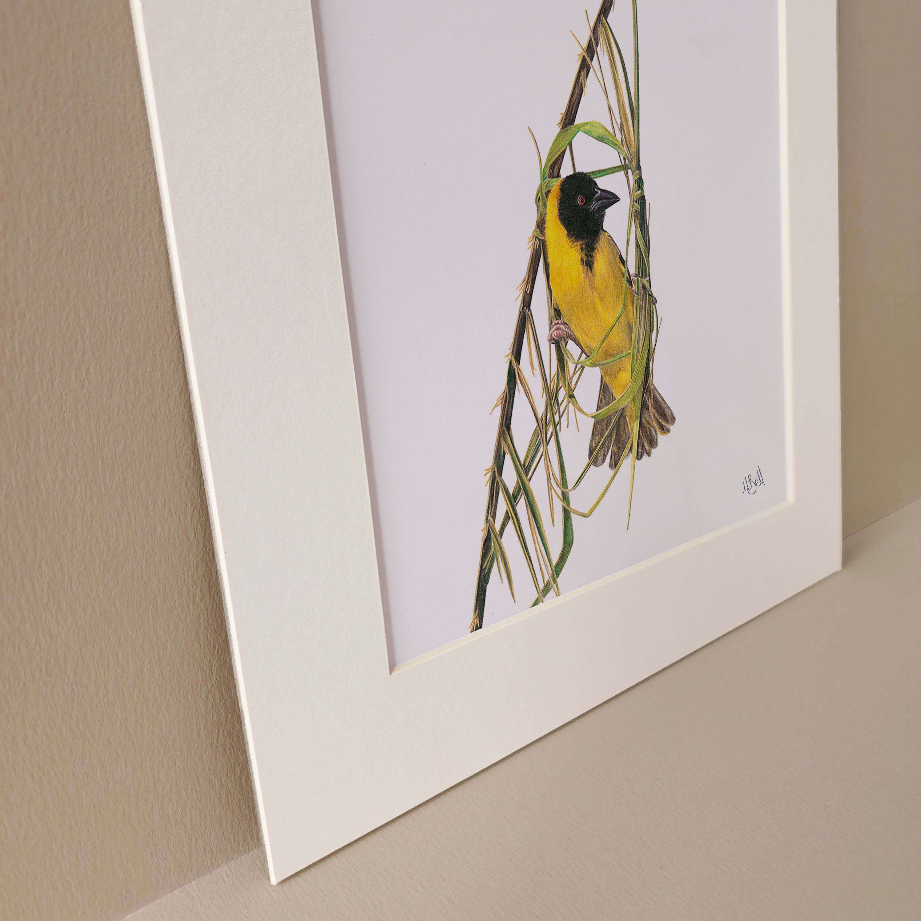 Southern Masked Weaver birds of South Africa artwork