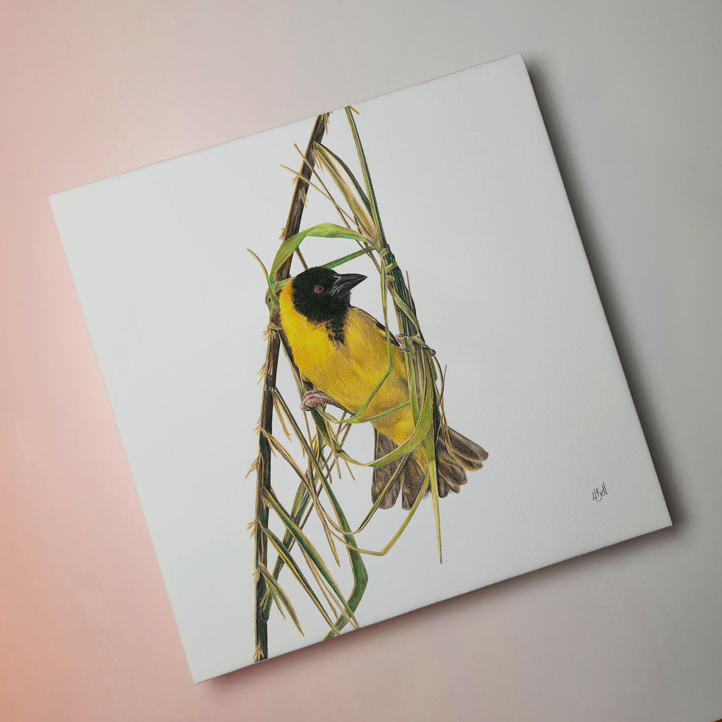 South African bird artwork on canvas, stretched on wooden frame by wildlife artist Matthew Bell of a Southern Masked Weaver