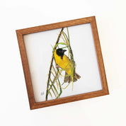 Kiaat wood framed miniature artwork of a Southern Masked Weaver, part of wildlife artist Matthew Bell's birds of South Africa gallery