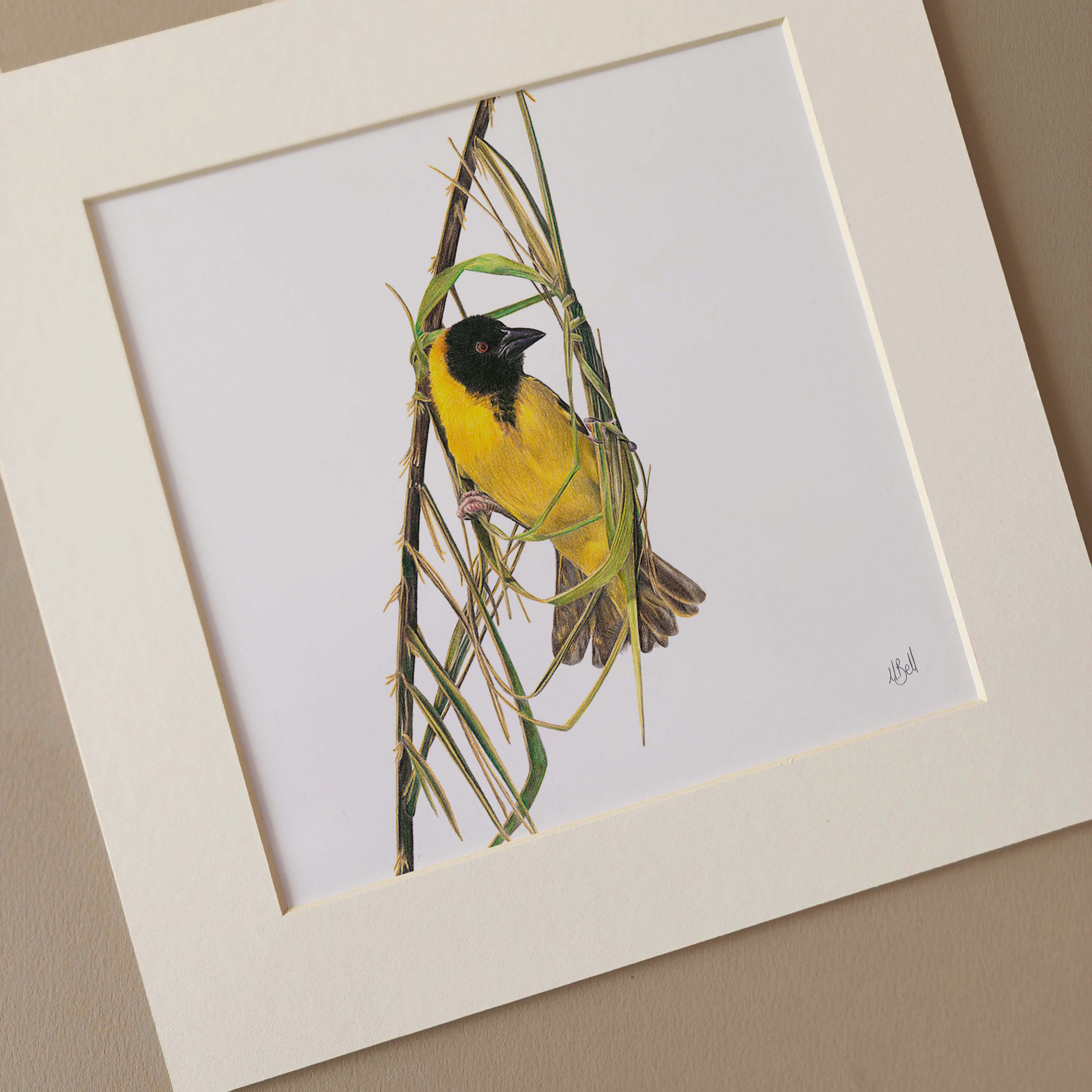 Southern Masked Weaver birds of South Africa artwork