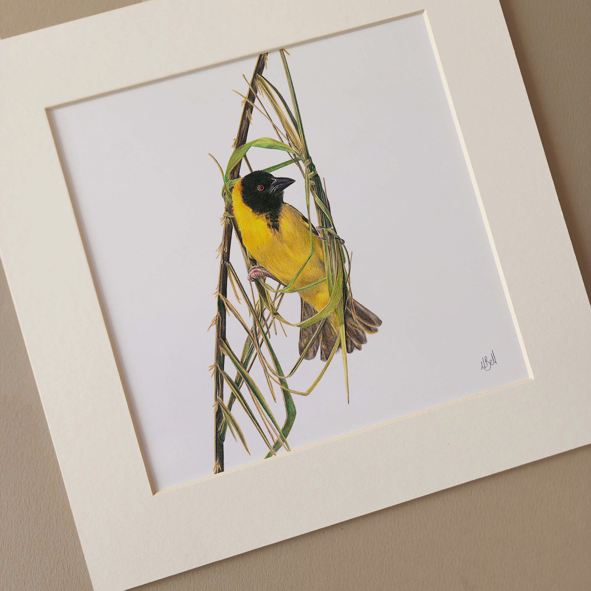 Southern Masked Weaver birds of South Africa artwork
