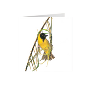 Southern Masked Weaver Greeting Card - SMW