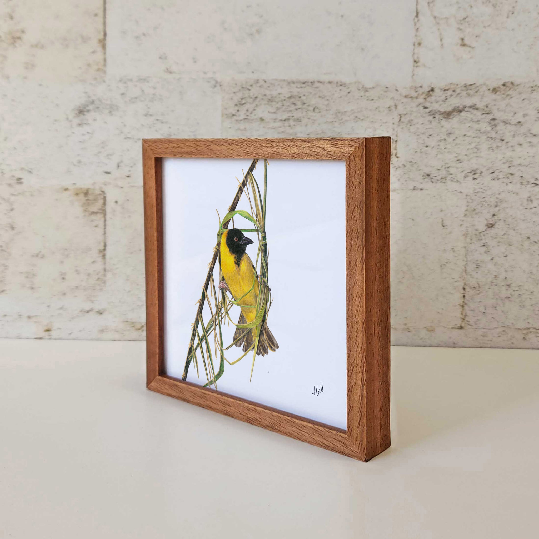Kiaat wood framed miniature artwork of a Southern Masked Weaver, part of wildlife artist Matthew Bell's birds of South Africa gallery
