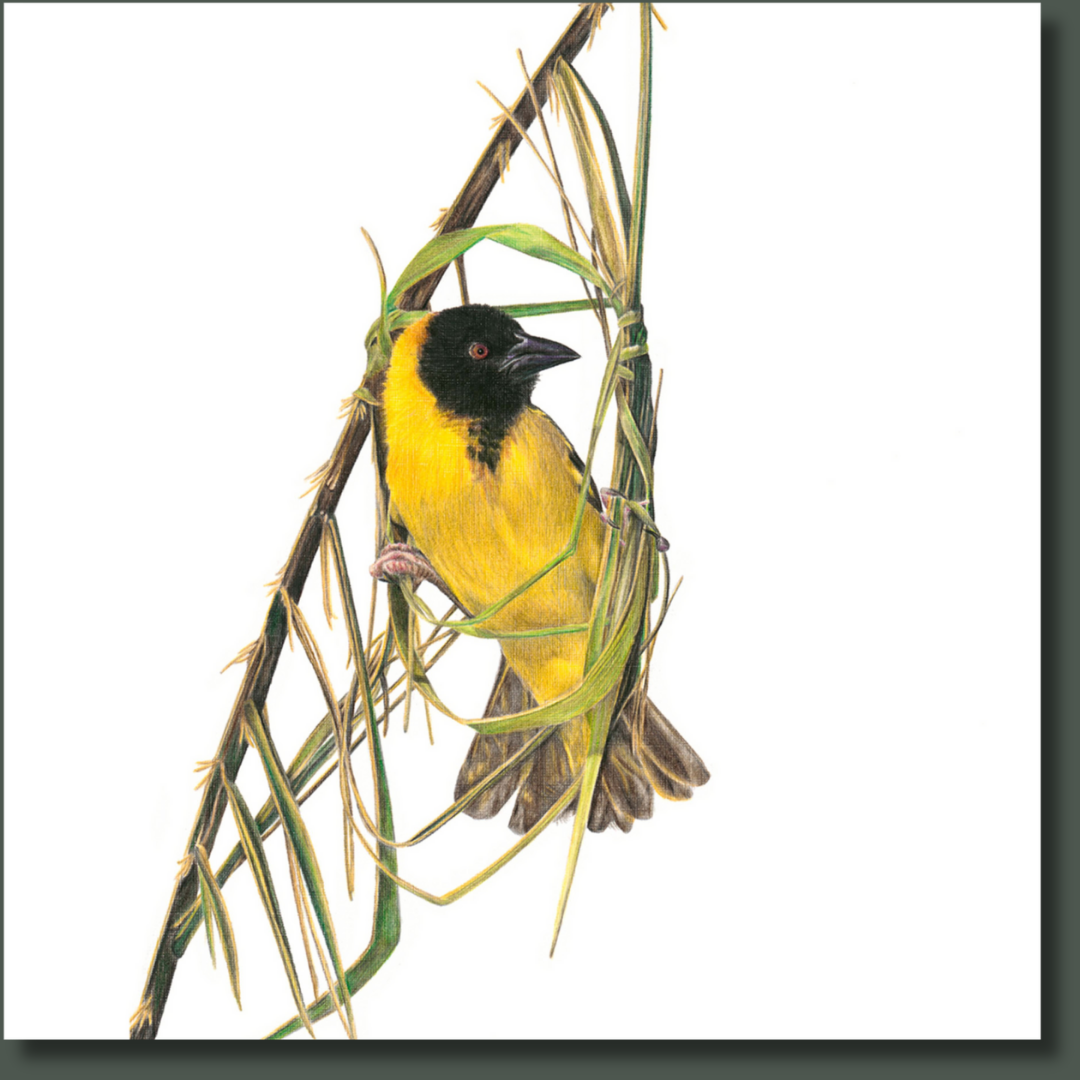 Southern Masked Weaver (SMW) on Canvas