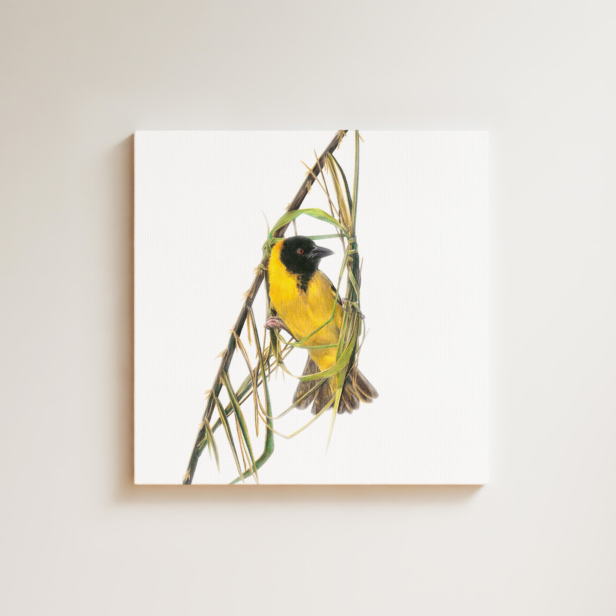 Southern Masked Weaver drawing on canvas by South African wildlife artist Matthew Bell
