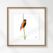 Southern Red Bishop - SRB