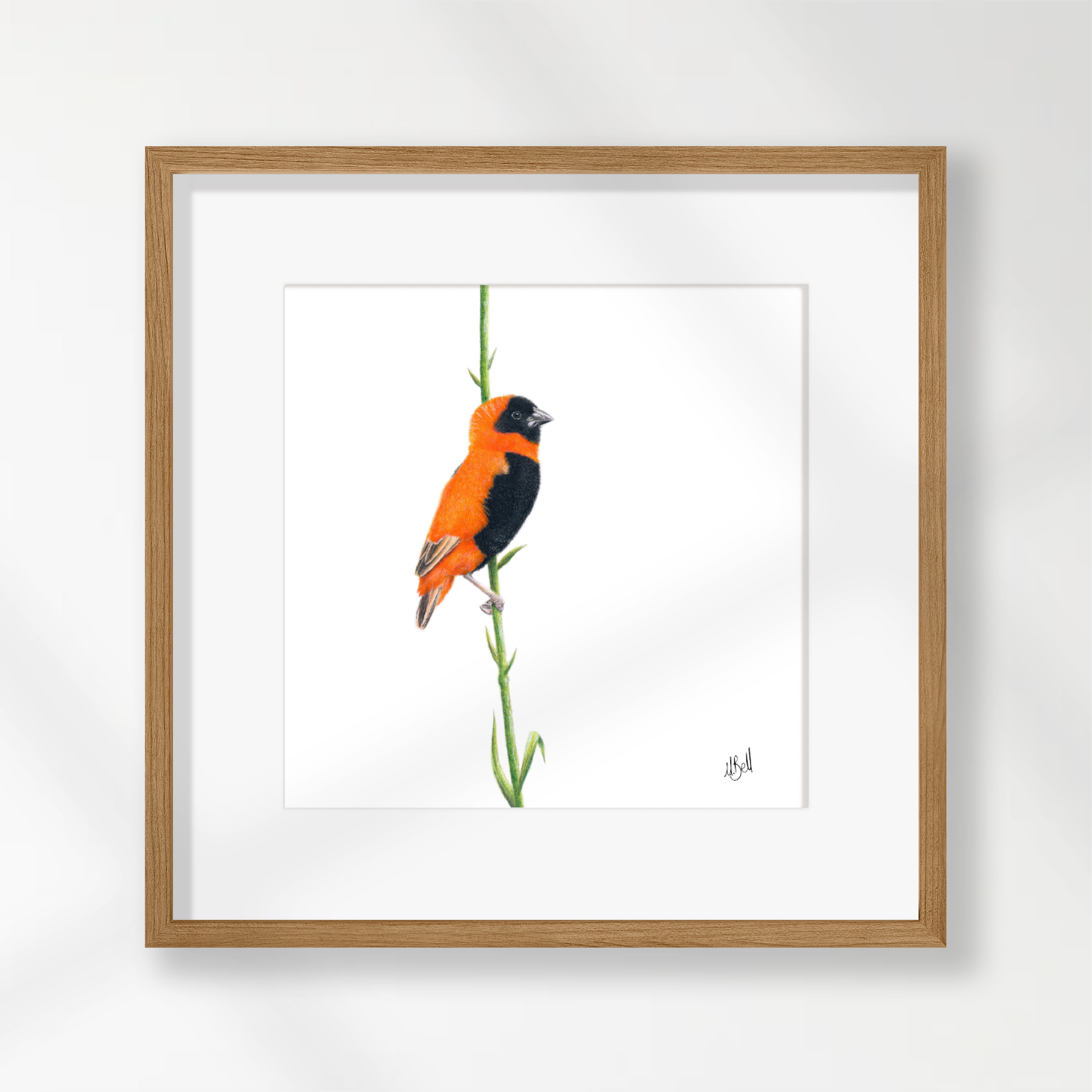 Southern Red Bishop - SRB