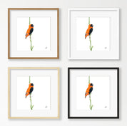 Southern Red Bishop - SRB