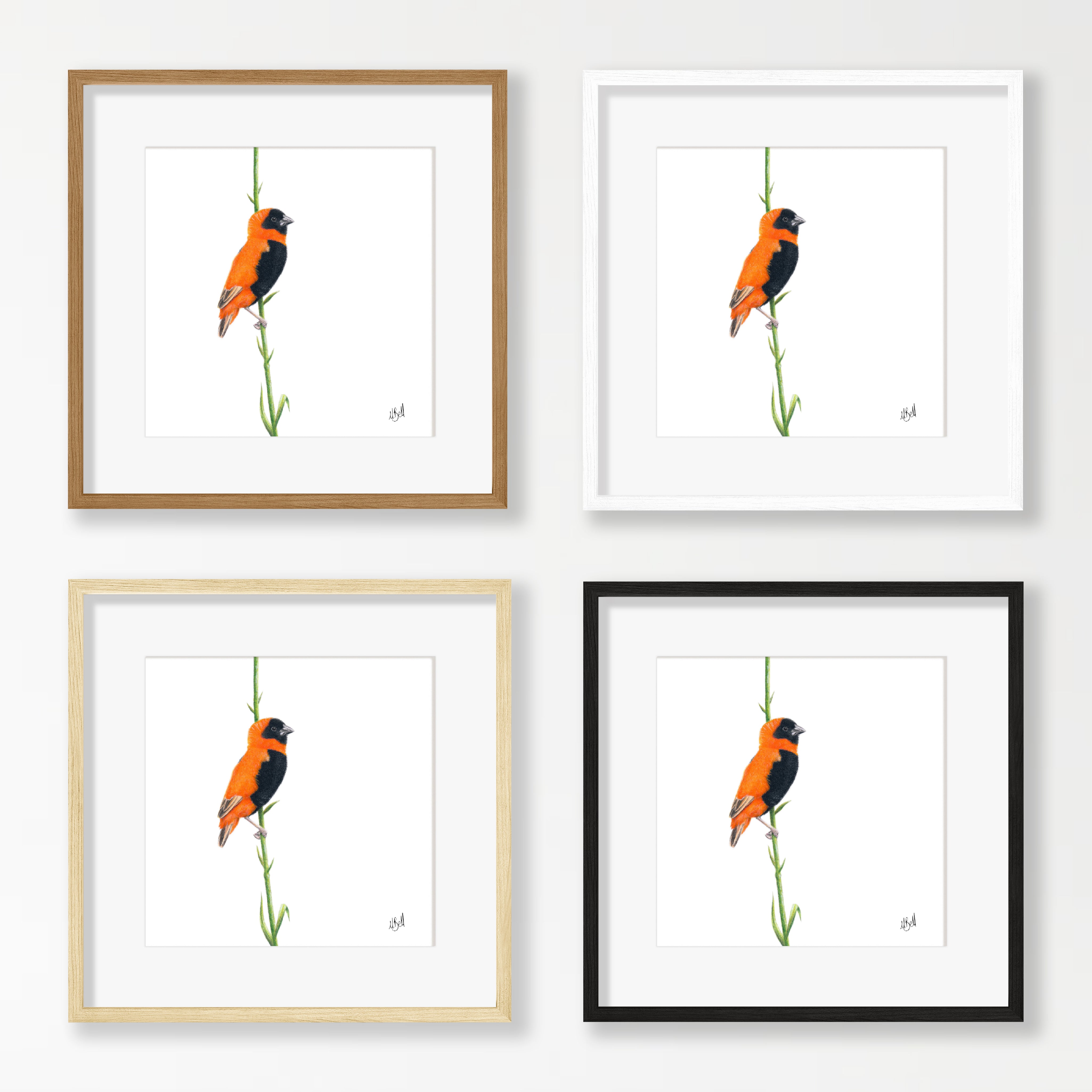 Southern Red Bishop - SRB