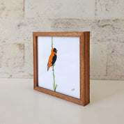 Kiaat wood framed miniature artwork of a Southern Red Bishop, part of wildlife artist Matthew Bell's birds of South Africa gallery