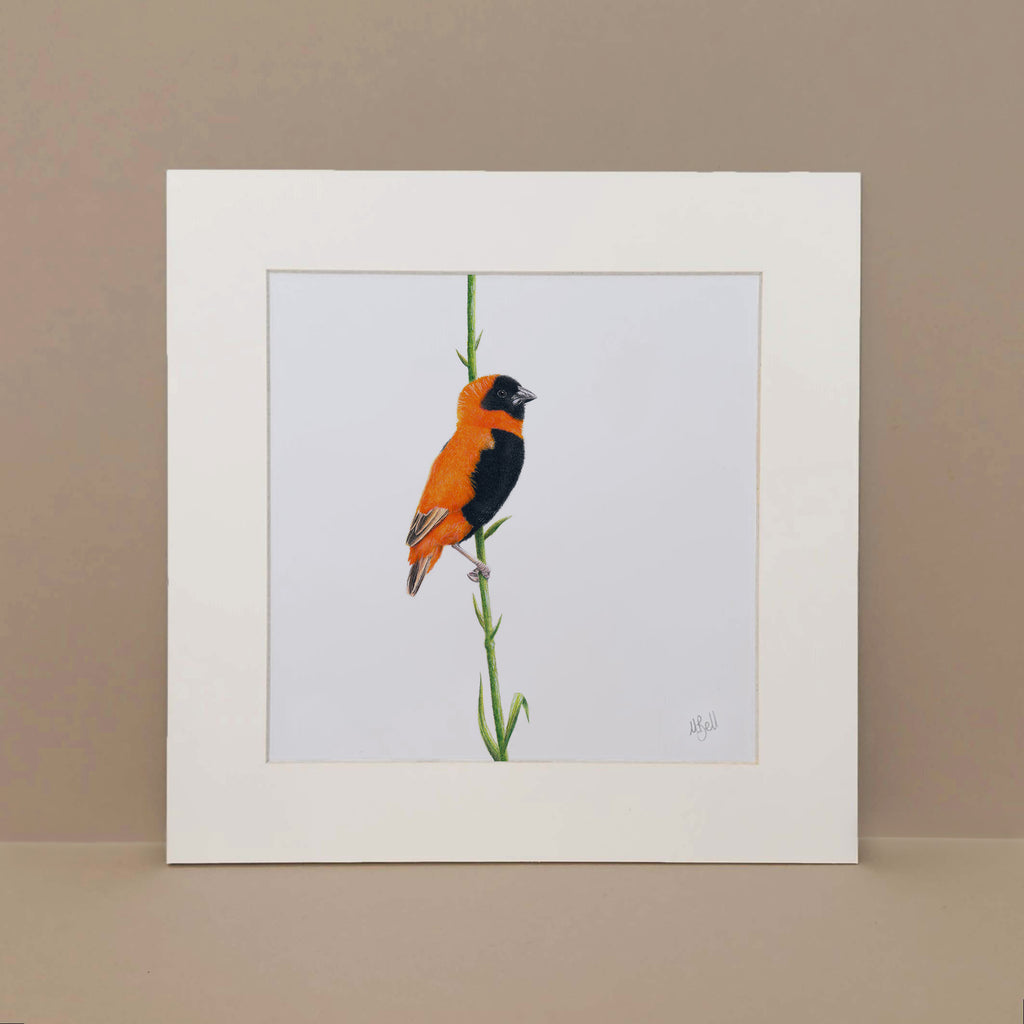 Southern Red Bishop birds of Southern Africa artwork