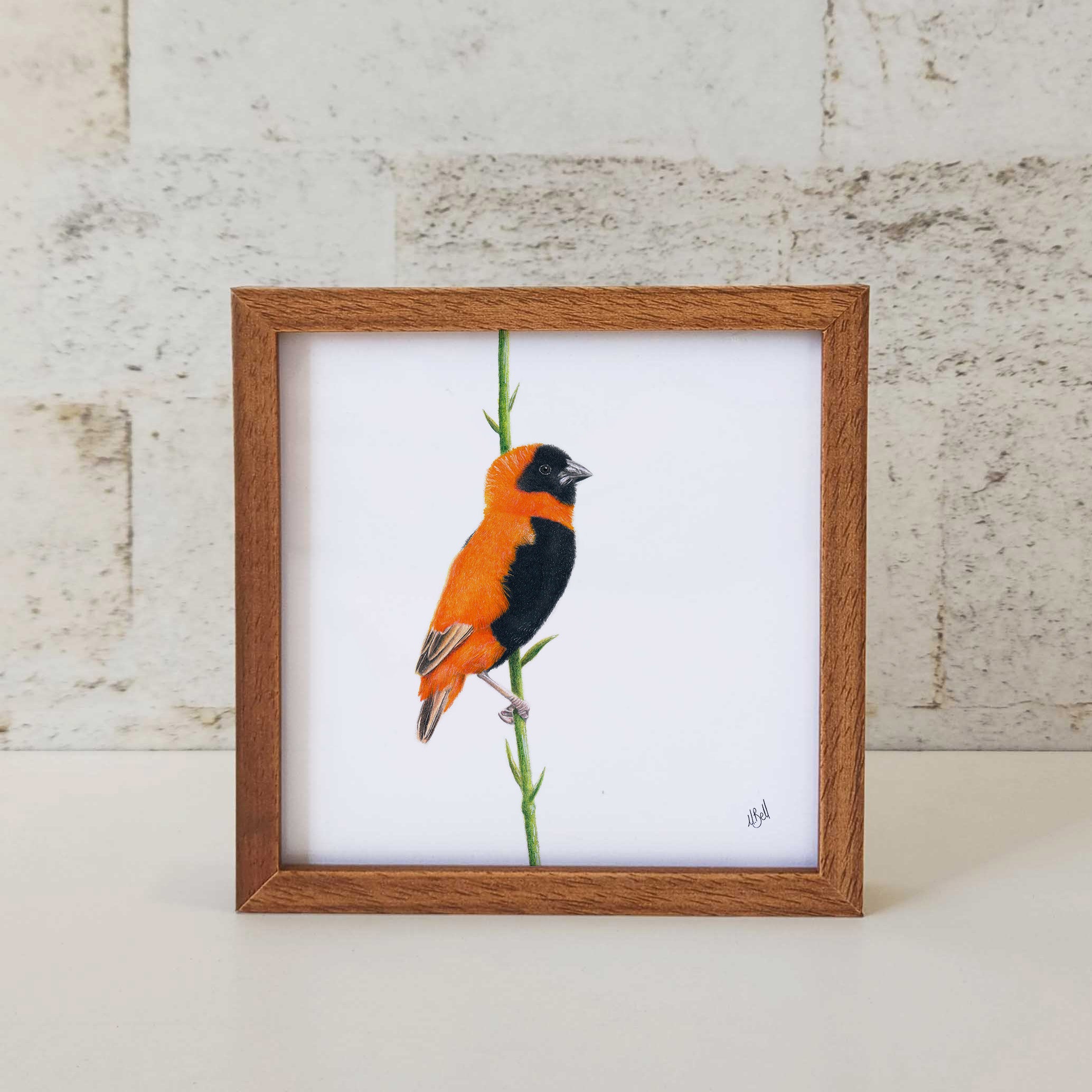 Kiaat wood framed miniature artwork of a Southern Red Bishop, part of wildlife artist Matthew Bell's birds of South Africa gallery