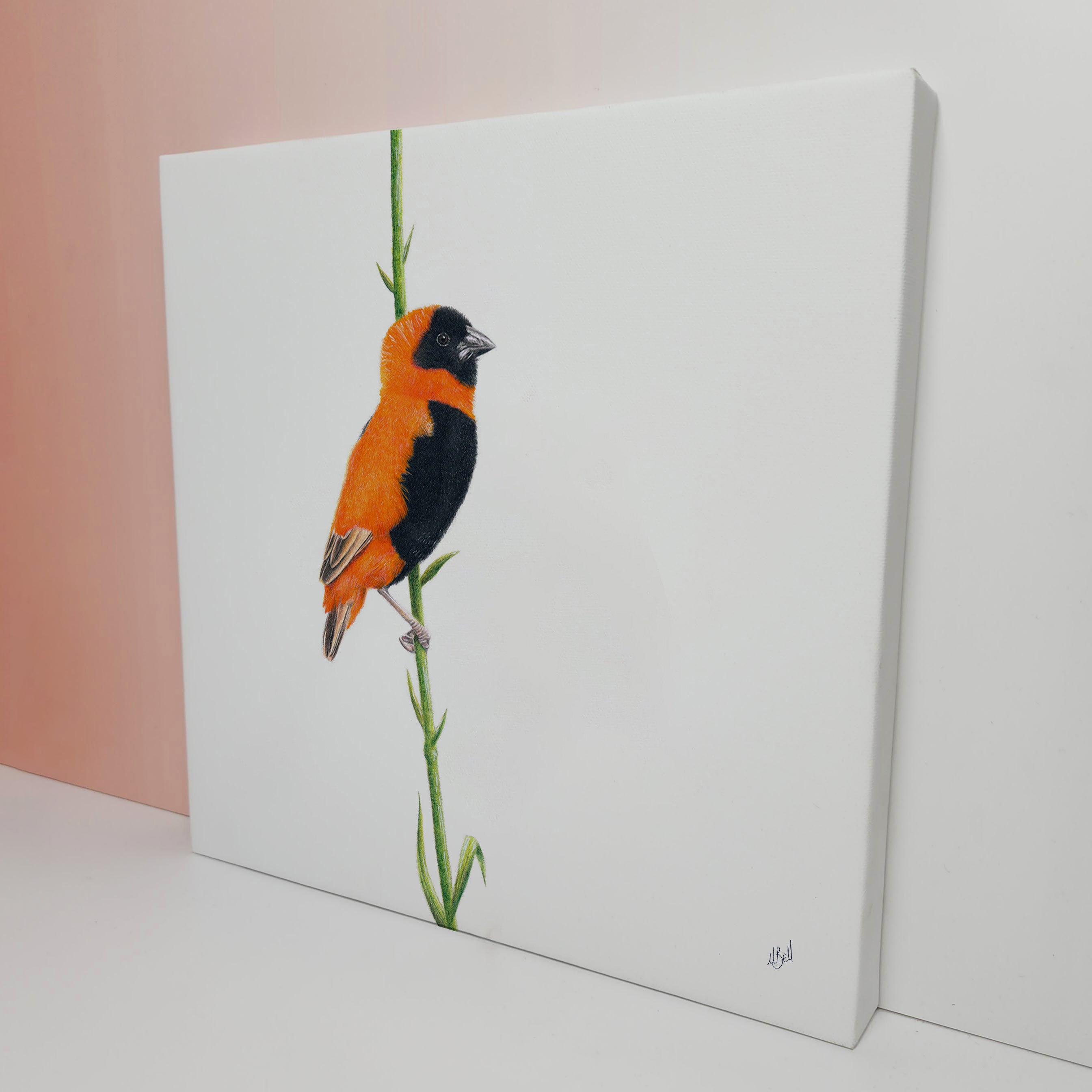 South African bird artwork on canvas, stretched on wooden frame by wildlife artist Matthew Bell of a Southern Red Bishop