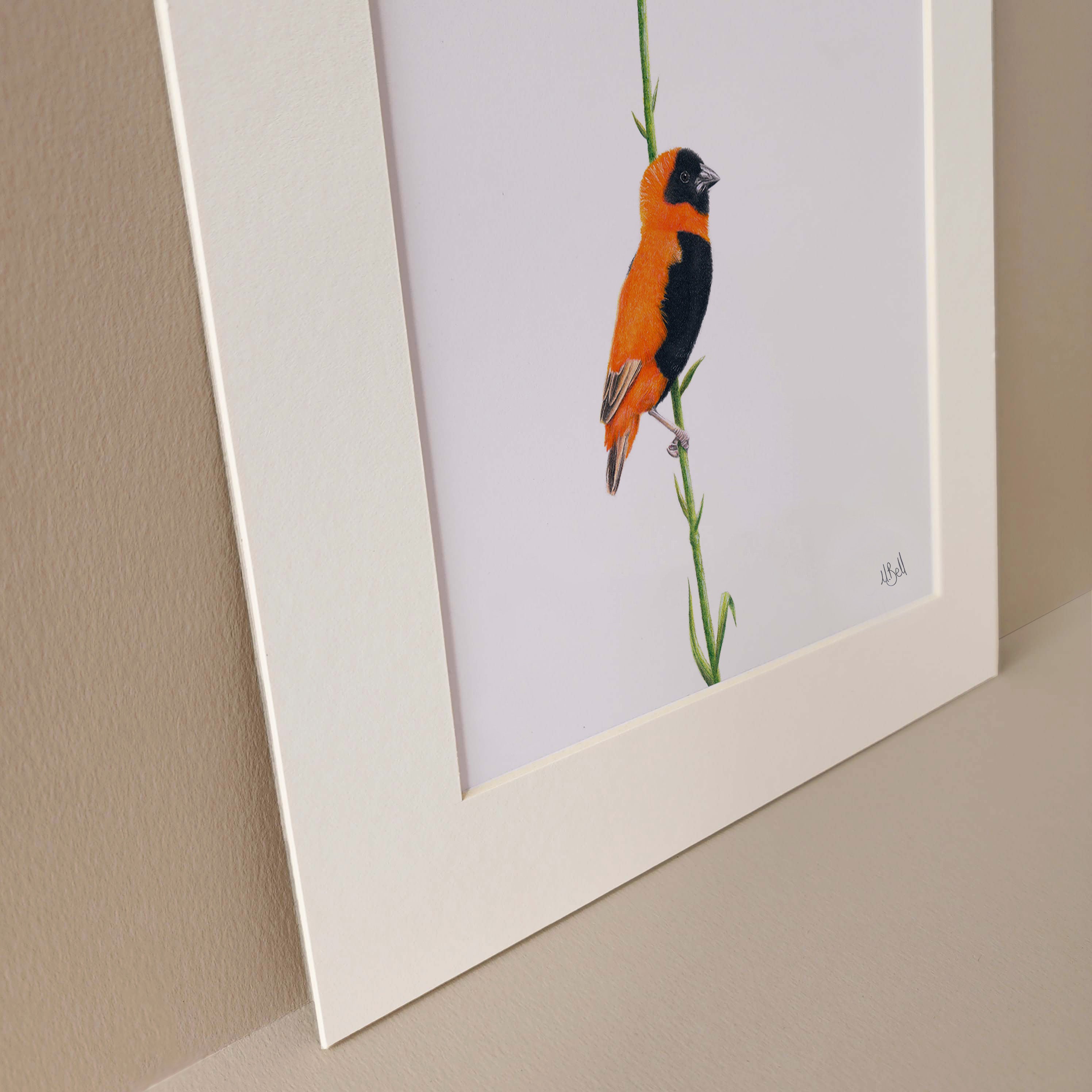 Southern Red Bishop birds of Southern Africa artwork