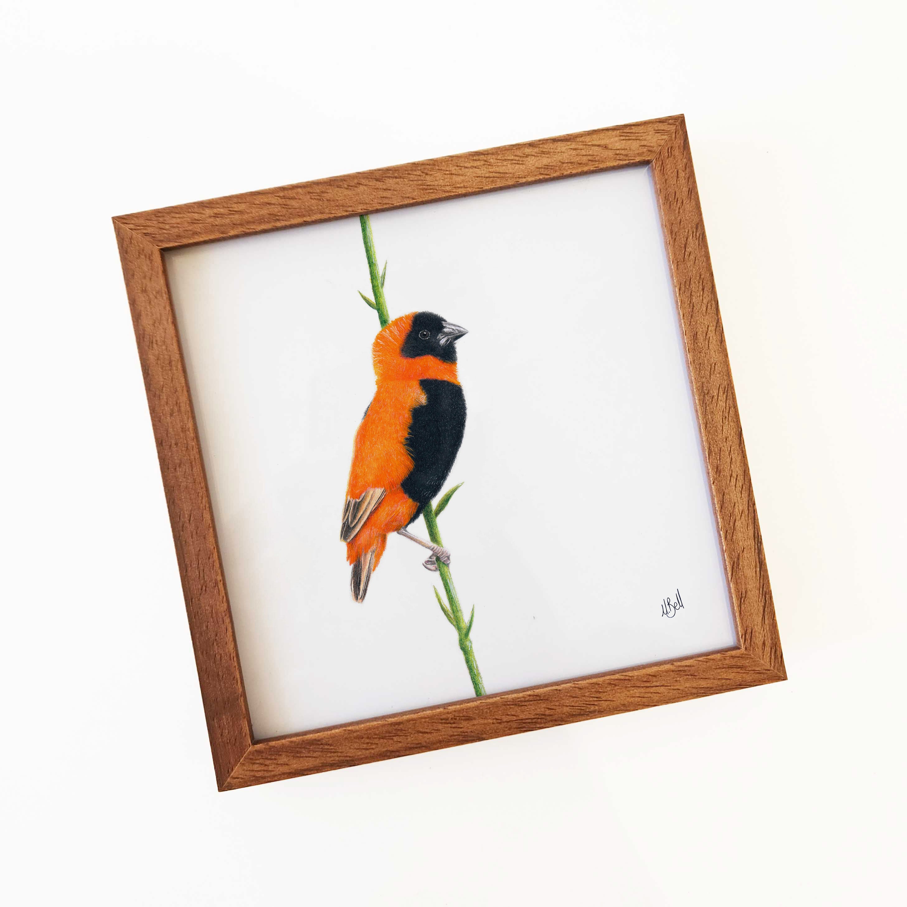 Kiaat wood framed miniature artwork of a Southern Red Bishop, part of wildlife artist Matthew Bell's birds of South Africa gallery