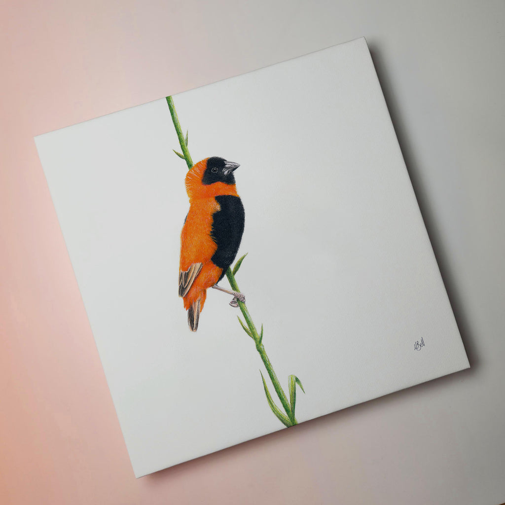 South African bird artwork on canvas, stretched on wooden frame by wildlife artist Matthew Bell of a Southern Red Bishop