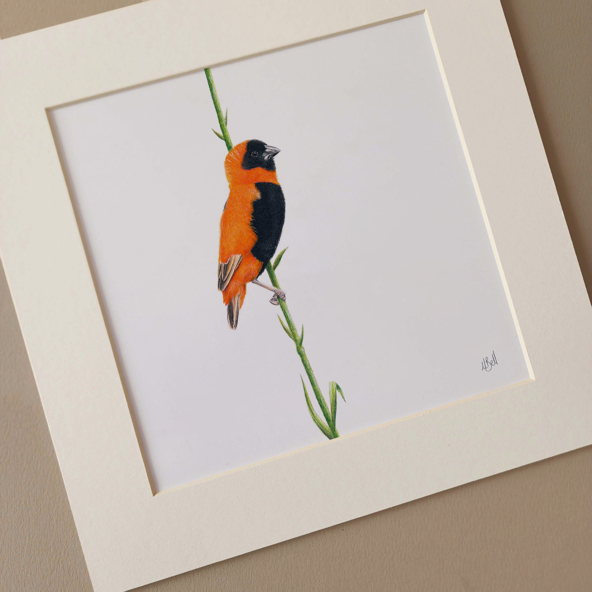 Southern Red Bishop birds of Southern Africa artwork