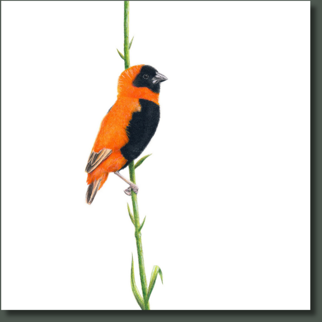 Southern Red Bishop (SRB) on Canvas