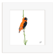 Southern Red Bishop - SRB